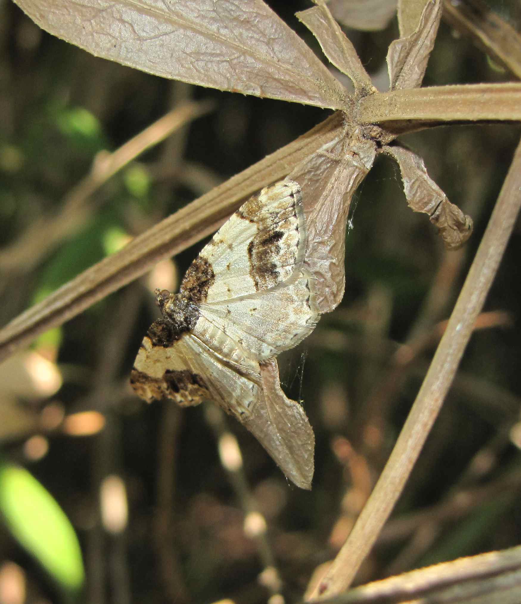 falena - Ligdia adustata